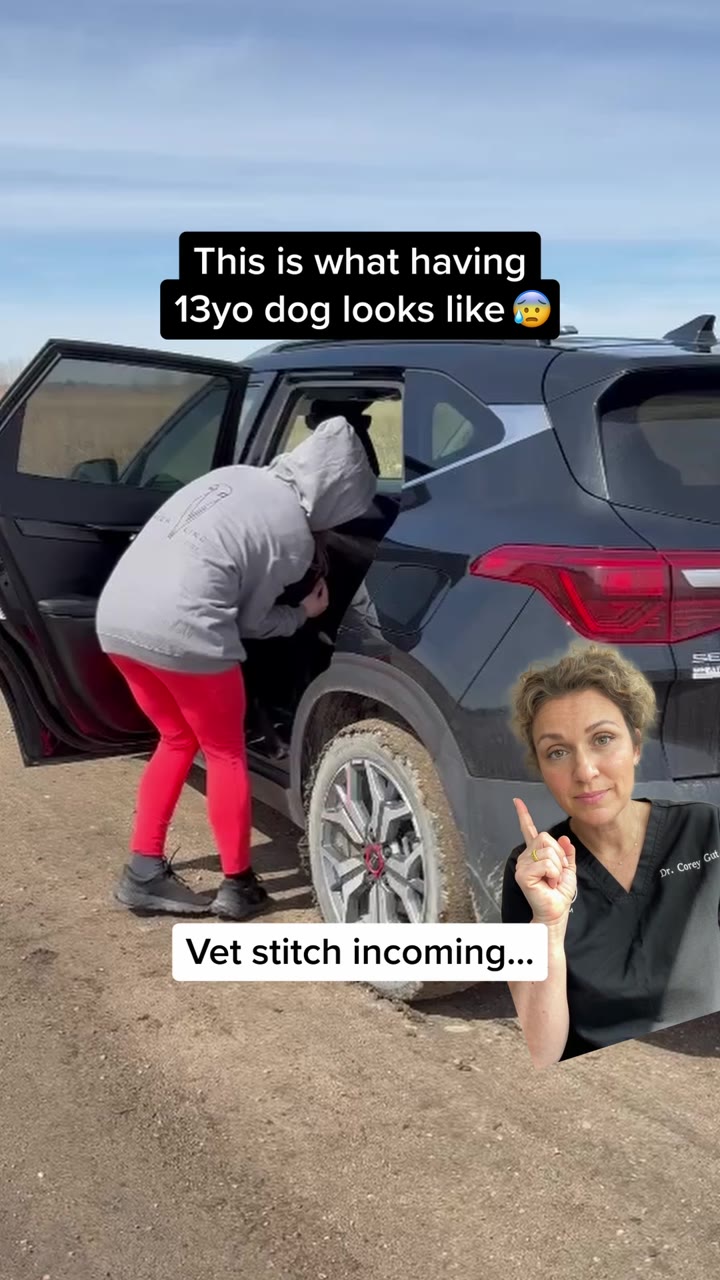 A frame from Vet Stitch Incoming