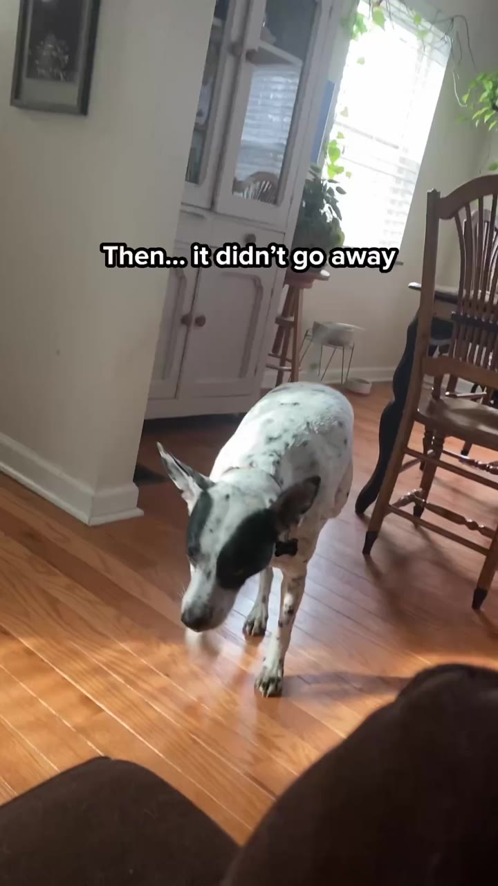A frame from Worst Dog Parent